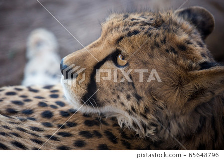 Closeup portrait of a big Cheetah wild cat's striking yellow eyes and black nose. The fastest animal in the world. Namibia Closeup portrait of a big Cheetah wild cat's striking yellow eyes and black nose. The fastest animal in the world. Namibia 65648796