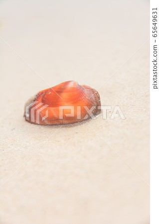 貝類 65649631