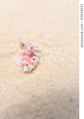 貝類 貝類 65649635