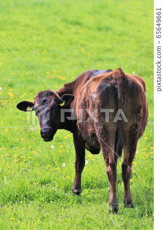 Japanese beef Japanese beef 65649661