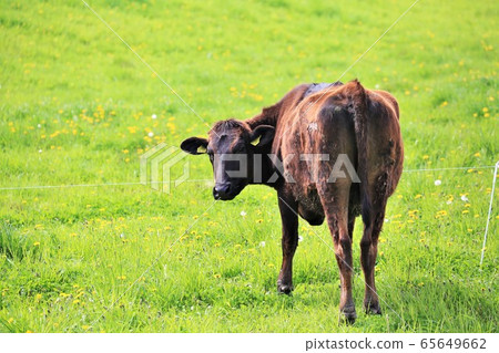 Japanese beef Japanese beef 65649662
