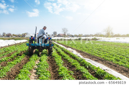 Farmer on a tractor loosens compacted soil between rows of potato bushes Farmer on a tractor loosens compacted soil between rows of potato bushes 65649819