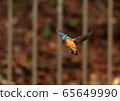 公園的翠鳥 65649990