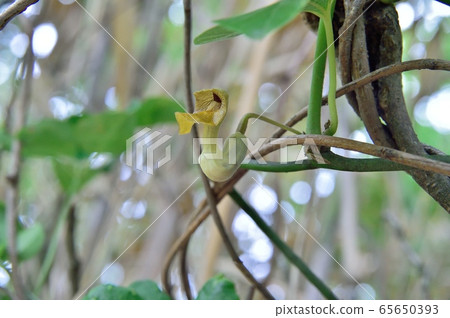 Flower of a horn tuna 65650393