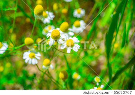 Chamomile flower [Aichi Prefecture] 65650767