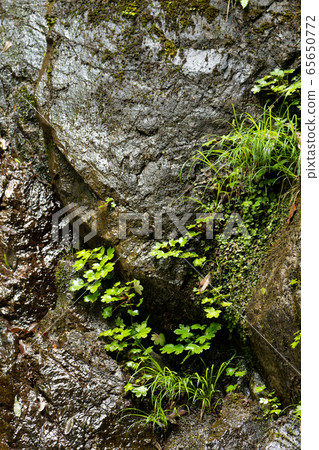 Fresh green that sprouts on the damp rocks of the valley Fresh green that sprouts on the damp rocks of the valley 65650772