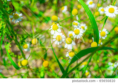 Chamomile flower [Aichi Prefecture] 65650810