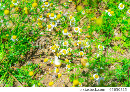 洋甘菊花[愛知縣] 65650815