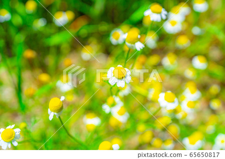 Chamomile flower [Aichi Prefecture] 65650817