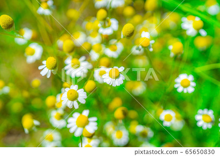 洋甘菊花[愛知縣] 65650830