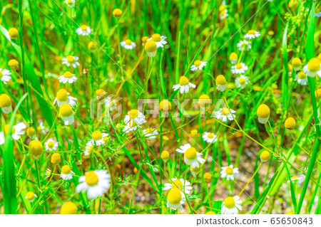 洋甘菊花[愛知縣] 65650843