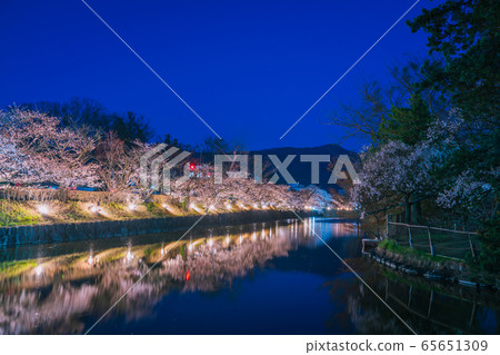 National Treasure Matsumoto Castle: Matsumoto City, a corridor of cherry blossom trees National Treasure Matsumoto Castle: Matsumoto City, a corridor of cherry blossom trees 65651309