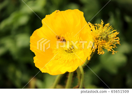 Bees flying to the blooming Icelandic poppies (6) 65651509