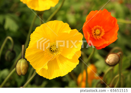 Bright yellow Icelandic poppies (6) 65651515