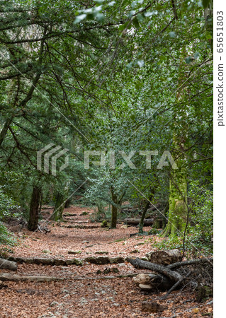 Nature landscape of autumn, Footpath in dark forest, road to grotto Maria Magdalena, The earth is covered with yellow leaves, Pathway with journey concept, Road trip through rows of tree trunks 65651803