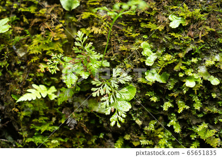 在源頭濕岩石上的新鮮綠色 65651835