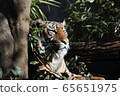端莊的蘇門答臘虎（上野動物園） 65651975