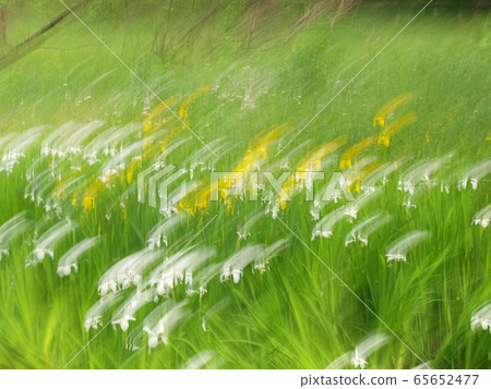 白色和黃色的花朵在萌萌的黃色中揮之不去的餘像 65652477