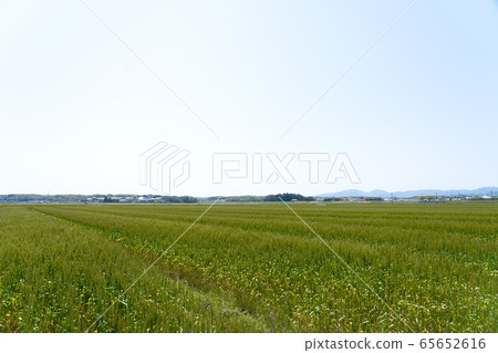 麥田和藍藍的天空副本空間 麥田和藍藍的天空副本空間 65652616