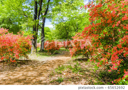 Small diameter of mountain azalea 65652692
