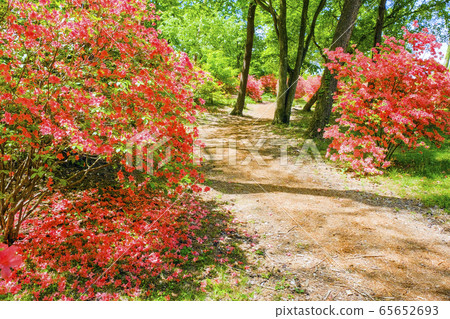 杜鵑花的小直徑 65652693