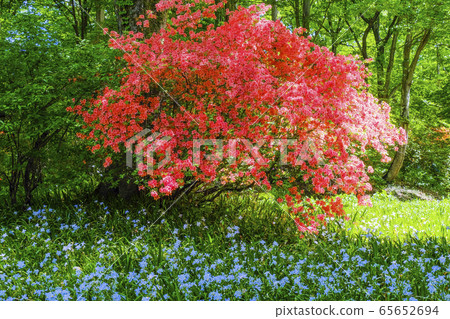 Shaga community and mountain azaleas 65652694