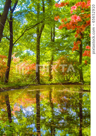 A pond that reflects fresh greenery and azaleas (vertical) 65652910