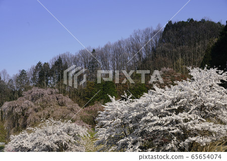 Hongo no Sato where Matabe cherry blossoms bloom 65654074