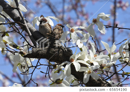 麻雀夫婦女性面對 麻雀夫婦女性面對 65654190