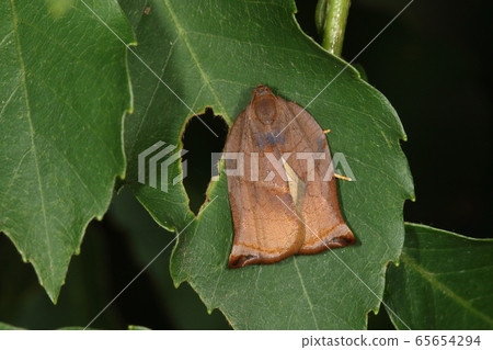 Creature Insect Atoki Hamaki, the rear wings are yellow, so it seems to be "Atoki". Camouflage with dead leaves in front wings 65654294