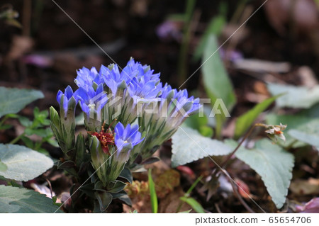 Huderindou-A pretty wildflower that tells spring Huderindou-A pretty wildflower that tells spring 65654706