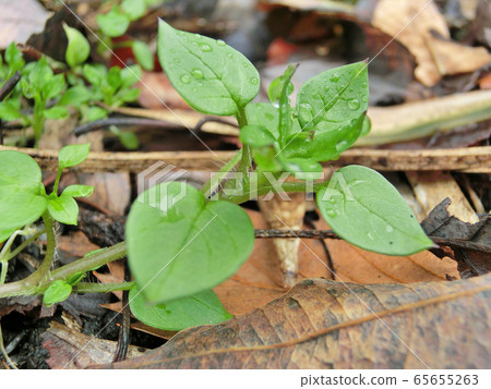 Sprout after the rain 2 65655263