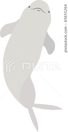 Animal porpoise white dolphin 65655264