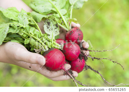蘿蔔與土壤，蘿蔔蘿蔔在手的孩子 65655265