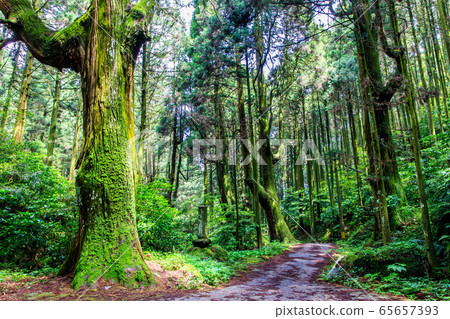 Fresh green Iwato Shrine [Unzen City, Nagasaki Prefecture] 65657393