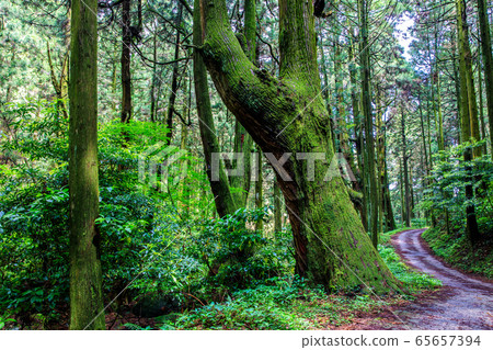 Fresh green Iwato Shrine [Unzen City, Nagasaki Prefecture] 65657394