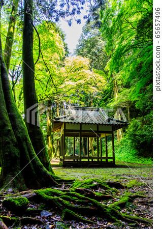 Fresh green Iwato Shrine [Unzen City, Nagasaki Prefecture] 65657496