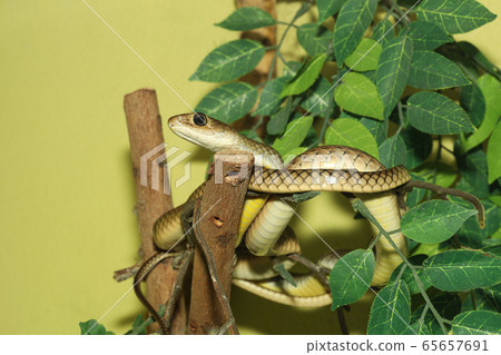 The Radiated Ratsnakes or Copperheas Rat Sanake The Radiated Ratsnakes or Copperheas Rat Sanake 65657691