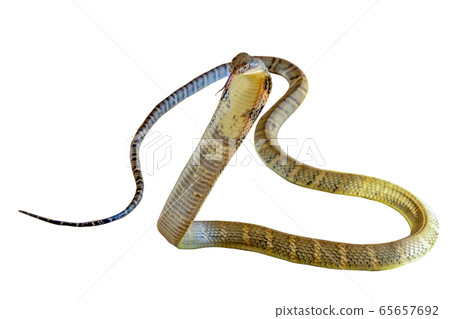 Close up focus head king cobra on white background Close up focus head king cobra on white background 65657692