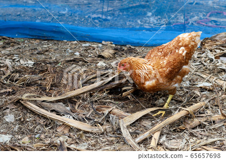 The Rhode Island red hen is walk in garden at The Rhode Island red hen is walk in garden at 65657698