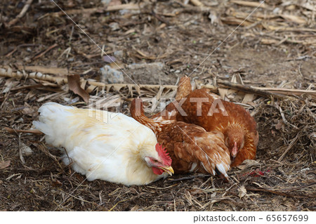 The Rhode Island red hen is sleep and rest on The Rhode Island red hen is sleep and rest on 65657699