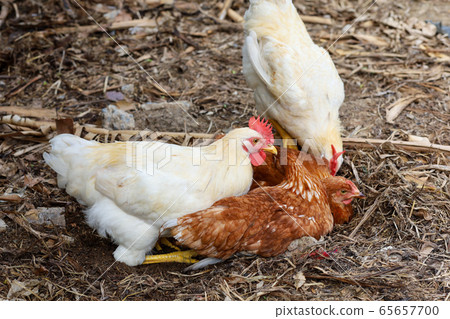 The Rhode Island red hen is sleep and rest on The Rhode Island red hen is sleep and rest on 65657700