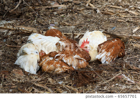 The Rhode Island red hen is sleep and rest on 65657701