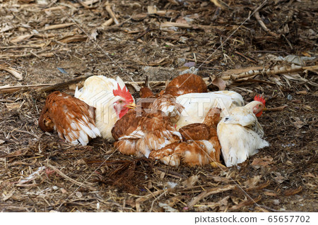 The Rhode Island red hen is sleep and rest on 65657702