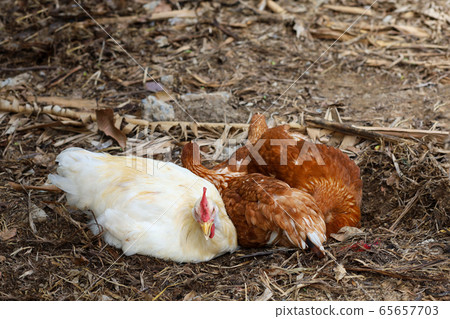 The Rhode Island red hen is sleep and rest on 65657703