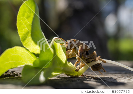 European mole cricket (Gryllotalpa gryllotalpa) 65657755