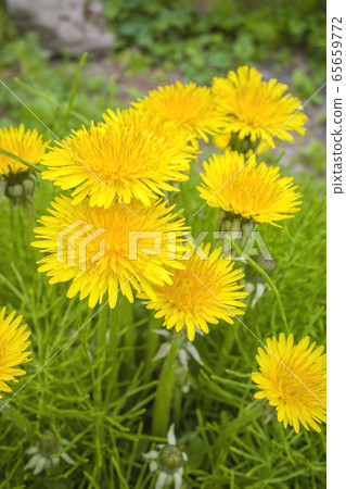 Western dandelion 65659772