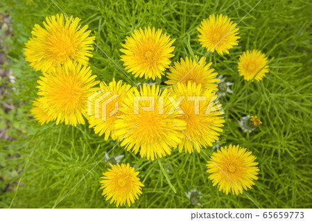 西方蒲公英 65659773