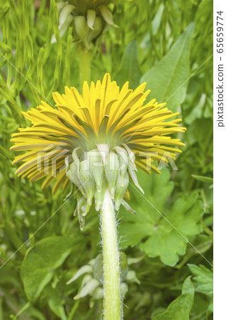 西方蒲公英 65659774