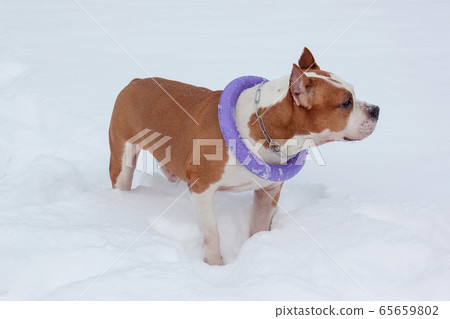 Amstaff is playing with dog ring on a white snow. Amstaff is playing with dog ring on a white snow. 65659802
